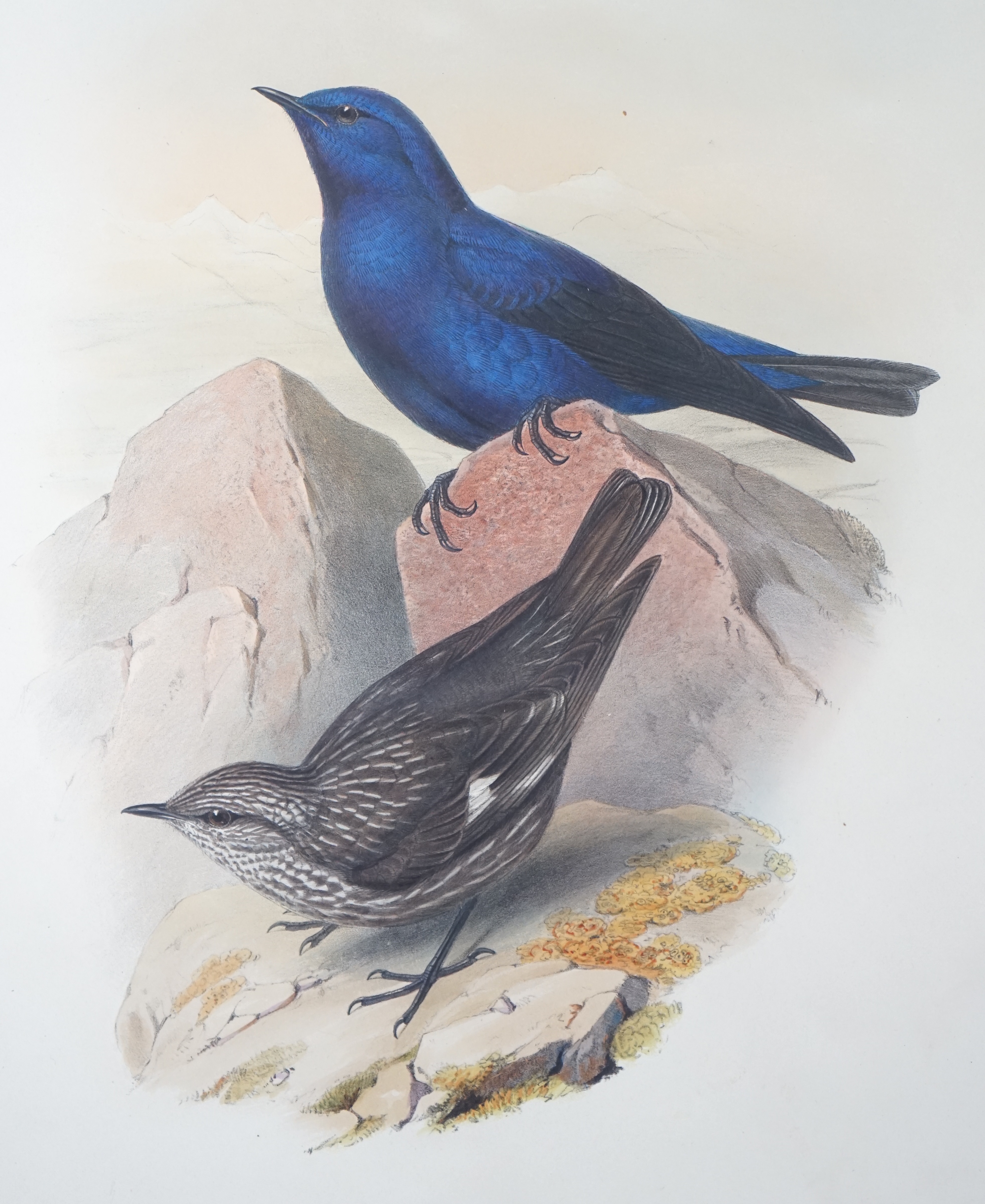 Walter & Cohn after Wolf and Richter (John Gould), 24 hand coloured lithographs from Gould's Birds of Great Britain, lithographs with hand-colouring on wove paper, 55 x 36cm, unframed and unmounted